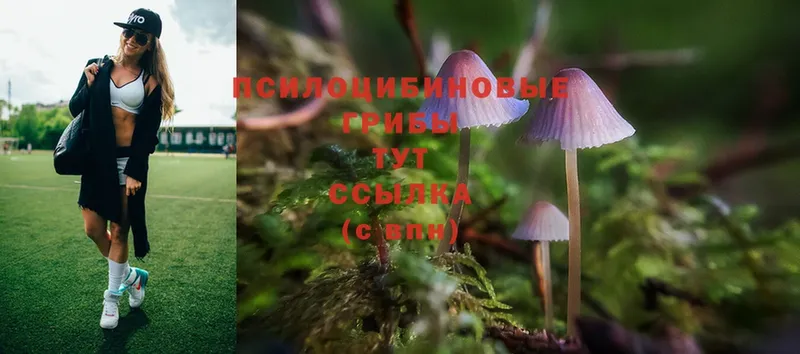 Псилоцибиновые грибы Magic Shrooms  omg ССЫЛКА  Курчалой 